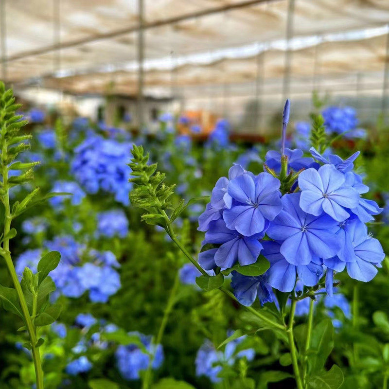 蓝雪花1加仑盆栽带花原盆原土昆
