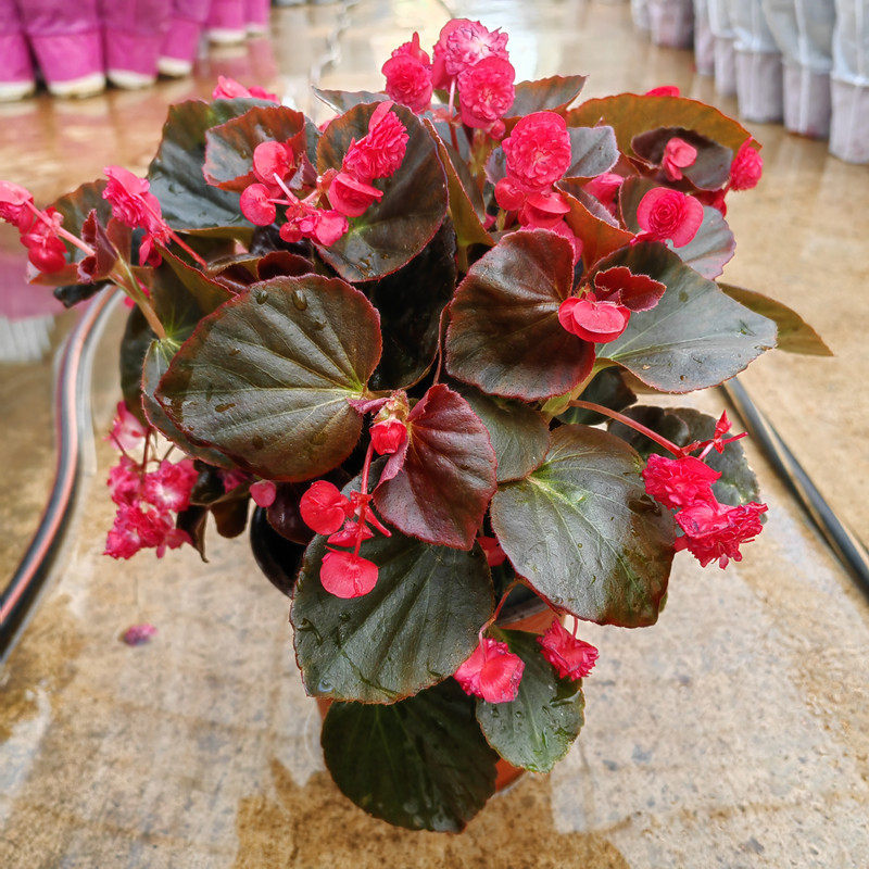 海棠观花庭院阳台四季开花包邮