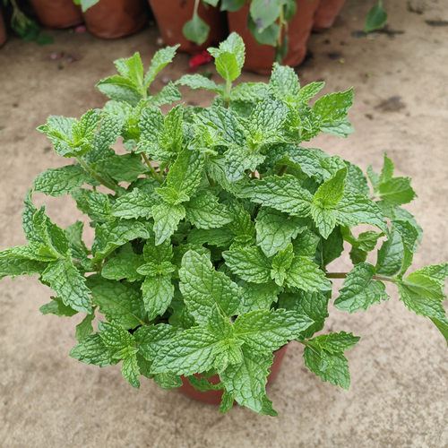 斗南薄荷云南昆明发货绿植盆栽