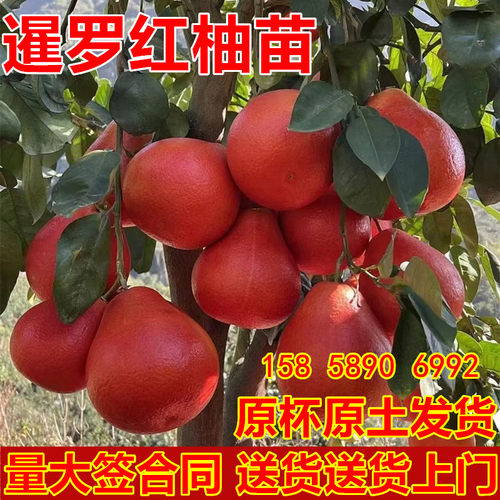 柚子树苗泰国三红柚苗暹罗红柚