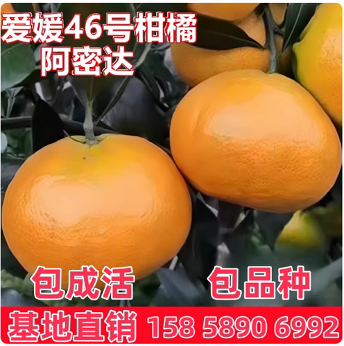 爱媛46号柑桔阿蜜达树苗杂柑橘