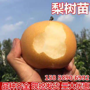 嫁接梨树苗早酥红黄梨鸭梨果树苗南方北方种植庭院盆栽地栽水果苗