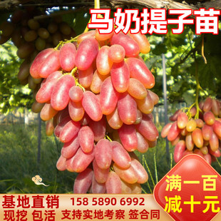 新品种红色马奶提子苗葡萄苗南北方种植盆栽地栽葡萄树苗提子树苗