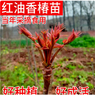 正宗红油香椿树苗矮化食用香椿芽树苗耐寒盆栽地栽南北方四季种植