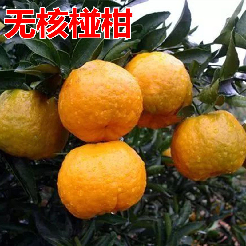 大果台湾85-1巨型椪柑苗无核椪柑嫁接芦柑桔子树苗当年结果早晚熟