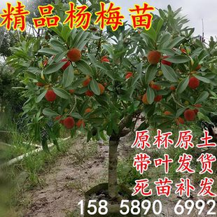 杨梅树苗东魁杨梅嫁接苗带杯土泥带叶南北方种植庭院盆栽杨梅大树