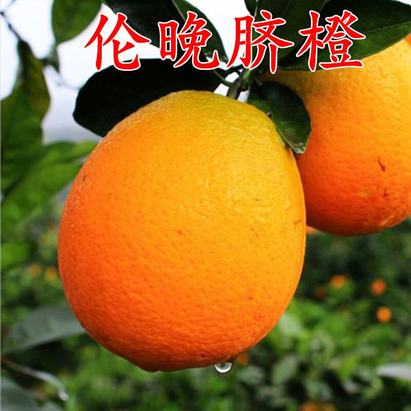 伦晚脐橙苗伦晚脐橙树苗晚熟甜橙苗细晚熟橙子苗盆栽地栽果树苗