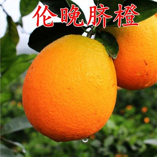 伦晚脐橙苗伦晚脐橙树苗晚熟甜橙苗细晚熟橙子苗盆栽地栽果树苗
