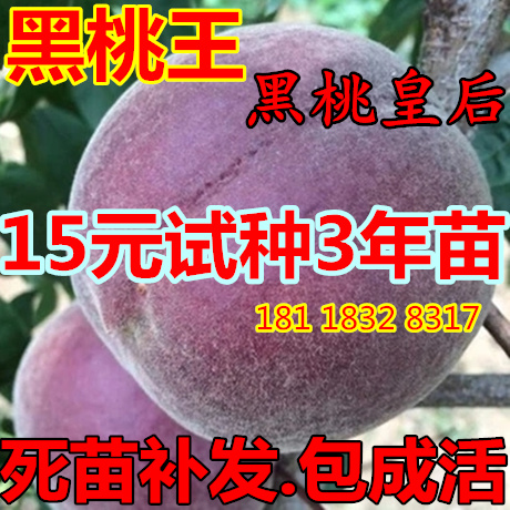 桃树新品种中华黑桃王桃树苗黑桃皇后树苗9-10月成熟南北方种植