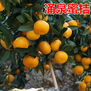 涌泉蜜桔树苗 正宗临海无核蜜桔苗 嫁接橘子苗 早熟超甜柑桔树苗