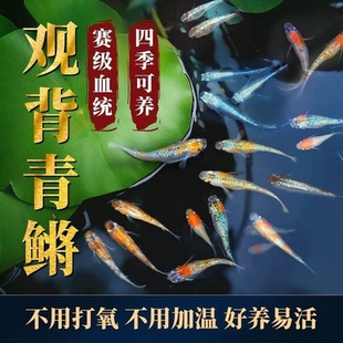 懒人鱼养不死耐活桌面观赏鱼活鱼观背青鳉鱼小型冷水观赏鱼淡水鱼