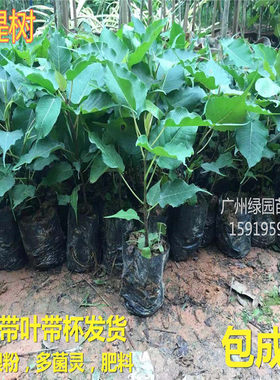 正宗菩提金刚文化瑰宝树苗