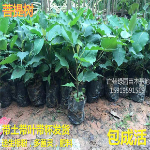 正宗菩提树苗金刚菩提树苗圣树文化瑰宝平安树菩提榕树苗盆栽