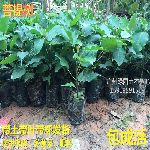 正宗菩提金刚文化瑰宝树苗