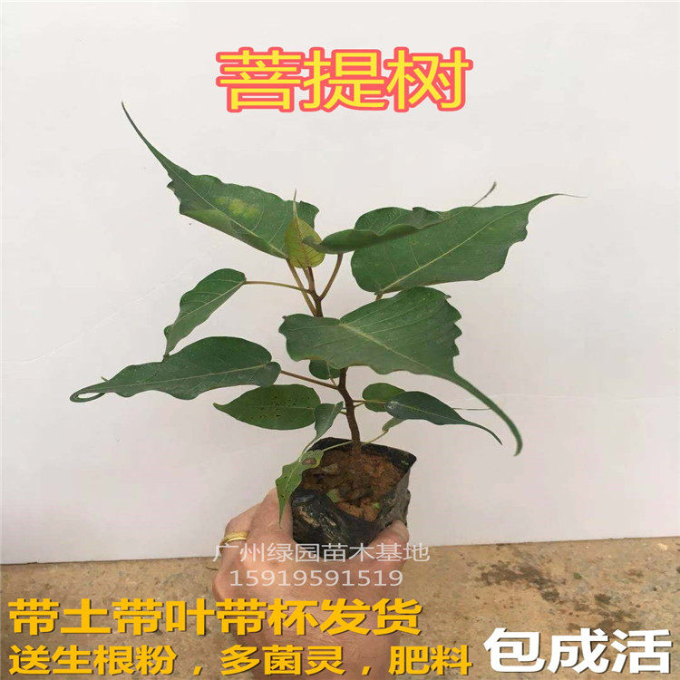 正宗金刚绿化菩提子盆栽地栽树苗