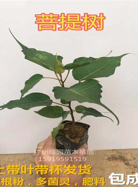 正宗金刚绿化菩提子盆栽地栽树苗