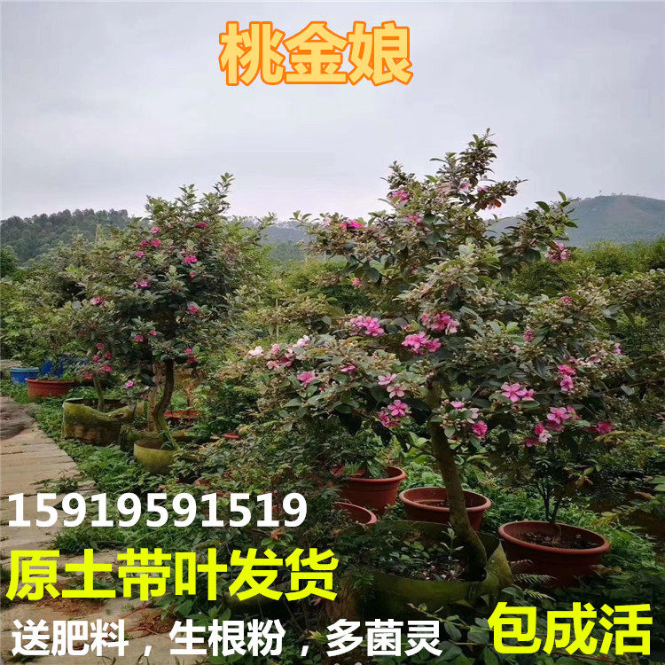 桃金娘树苗 捻子果树苗 山捻子