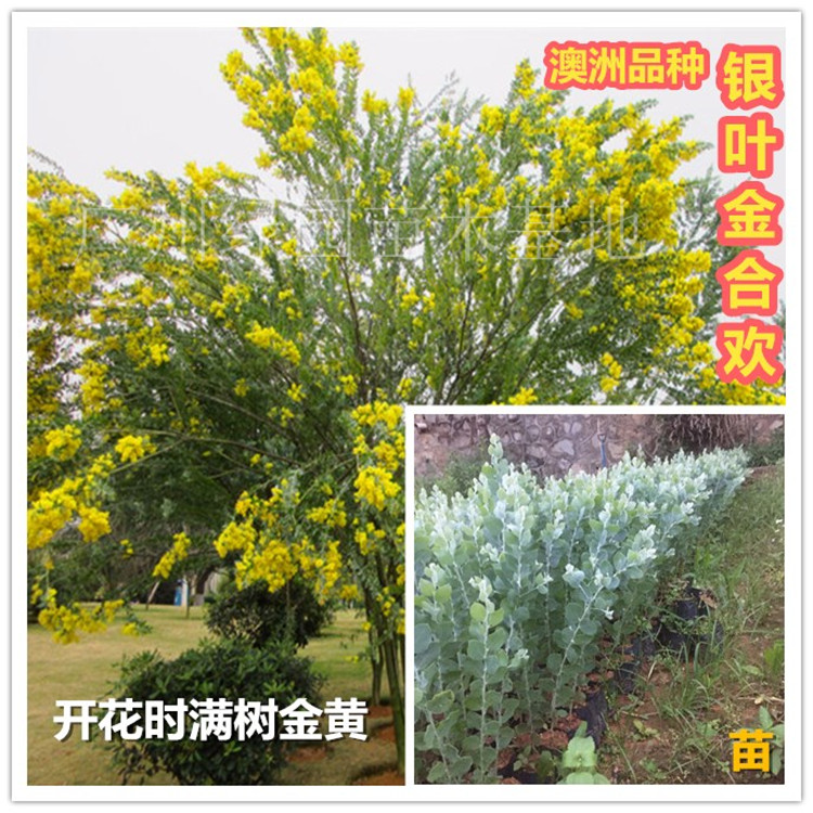 澳洲品种银叶金合欢苗银叶金合欢树苗澳洲合欢苗