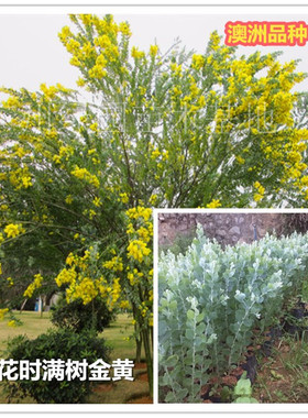 澳洲品种银叶金合欢苗银叶金合欢树苗澳洲合欢苗