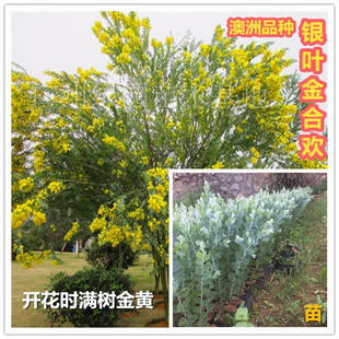 澳洲品种银叶金合欢苗银叶金合欢树苗澳洲合欢苗