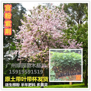 广东樱花苗宫粉紫荆花树苗庭院开花行道树苗别墅公园观赏风景树苗