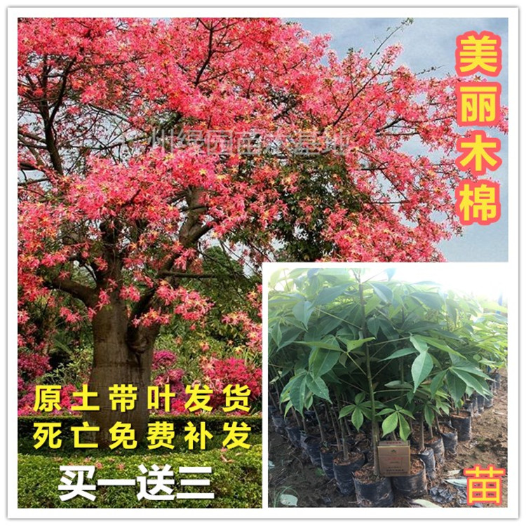 美丽庭院小区种植大腹木棉