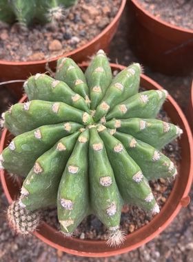 粉花短毛丸仙人球 稀有实生粉红色花仙人掌多肉植物办公室防辐射