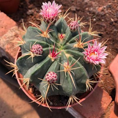 赤诚超大开花仙人球仙人掌易养室内防辐射多肉植物小盆栽