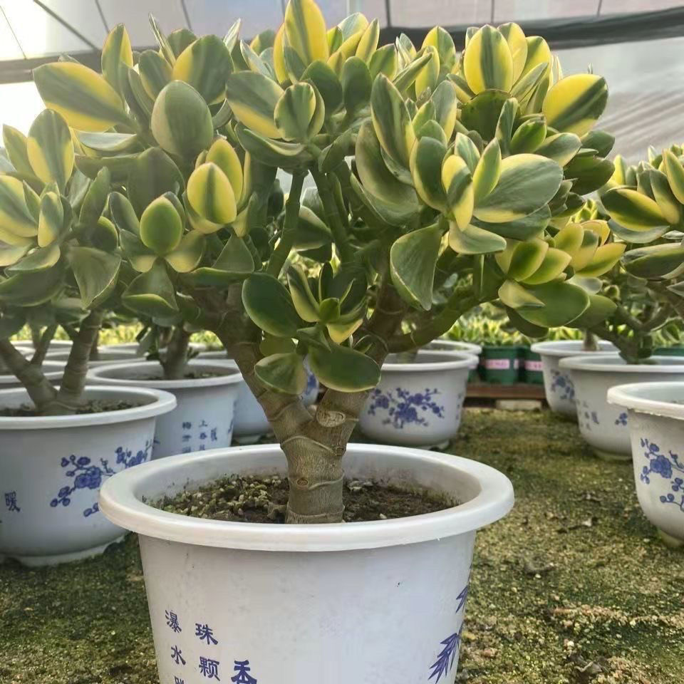 黄金玉树新花月锦老桩多头花卉室内植物绿植盆栽阳台新手好养