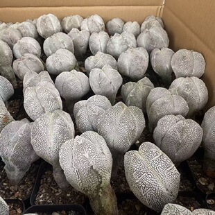 实生恩冢鸾凤玉仙人球多肉植物室内阳台盆栽绿植花卉