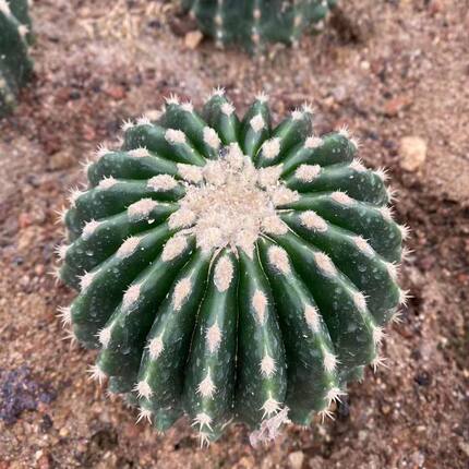 裸虎仙人球 短刺金琥耐干旱 美观绿色多肉植物桌面景观包邮