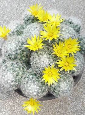 乳突球属仙人球【芳香丸缀化】软刺不扎手开花勤带香味多肉防辐射