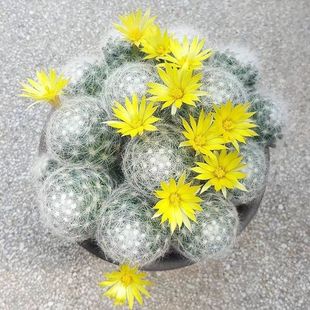 乳突球属仙人球【芳香丸缀化】软刺不扎手开花勤带香味多肉防辐射