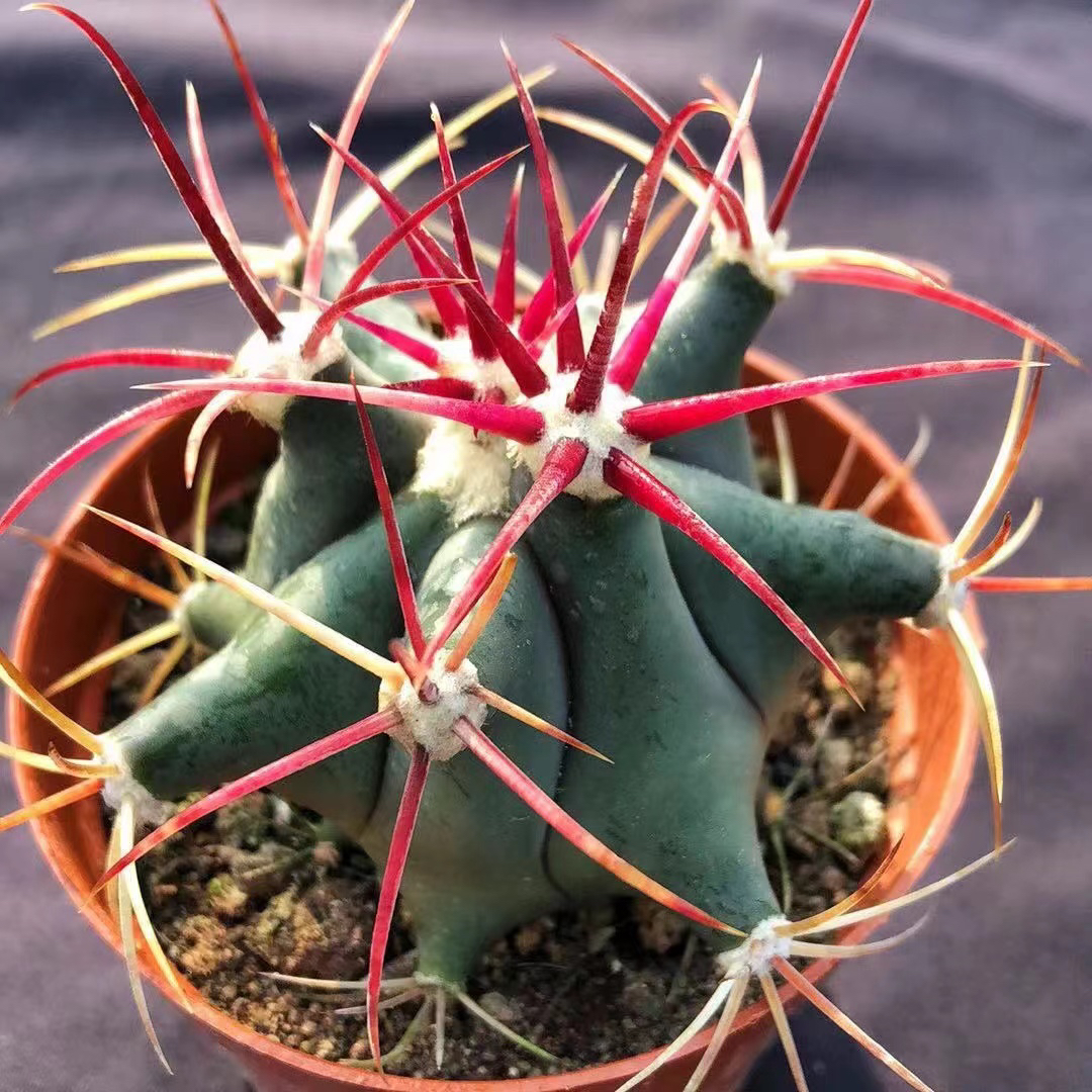 实生江守玉仙人球红刺硬刺狂野仙人掌防辐射植物