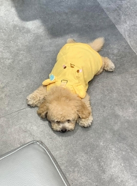黄色狗狗衣服小型犬带牵引扣小背心泰迪比熊春秋隔凉透气服饰
