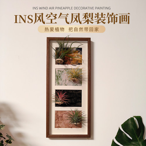 空气凤梨植物挂墙相框四联装饰画