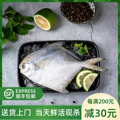 新鲜顺丰冷链特大白鲳鱼