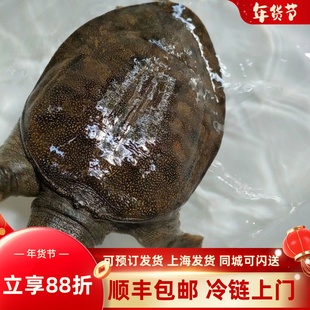 【甲鱼】野外生态水鱼鲜活包活体中华鳖大团鱼王八可现杀食用滋补