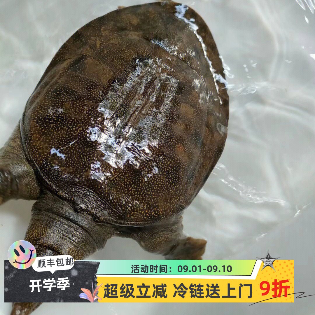 野外甲鱼包活自吃送礼