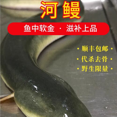 河鳗包活鲜活现杀江苏正宗野整条