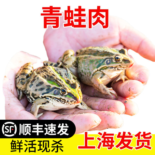 青蛙鲜活现杀小时候味道特色小吃