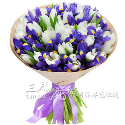 郁金香3款】乌克兰35/51国外送花乌克兰同城送花生日鲜花基辅花店