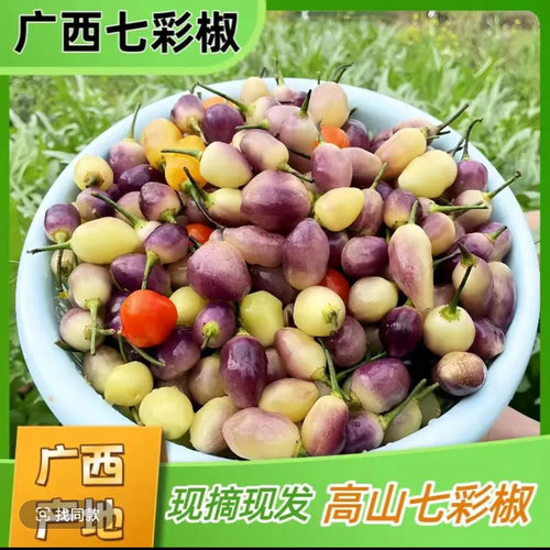 [中大果靓果]广西五彩椒七彩辣椒新鲜现摘灯笼椒五颜六色七彩椒
