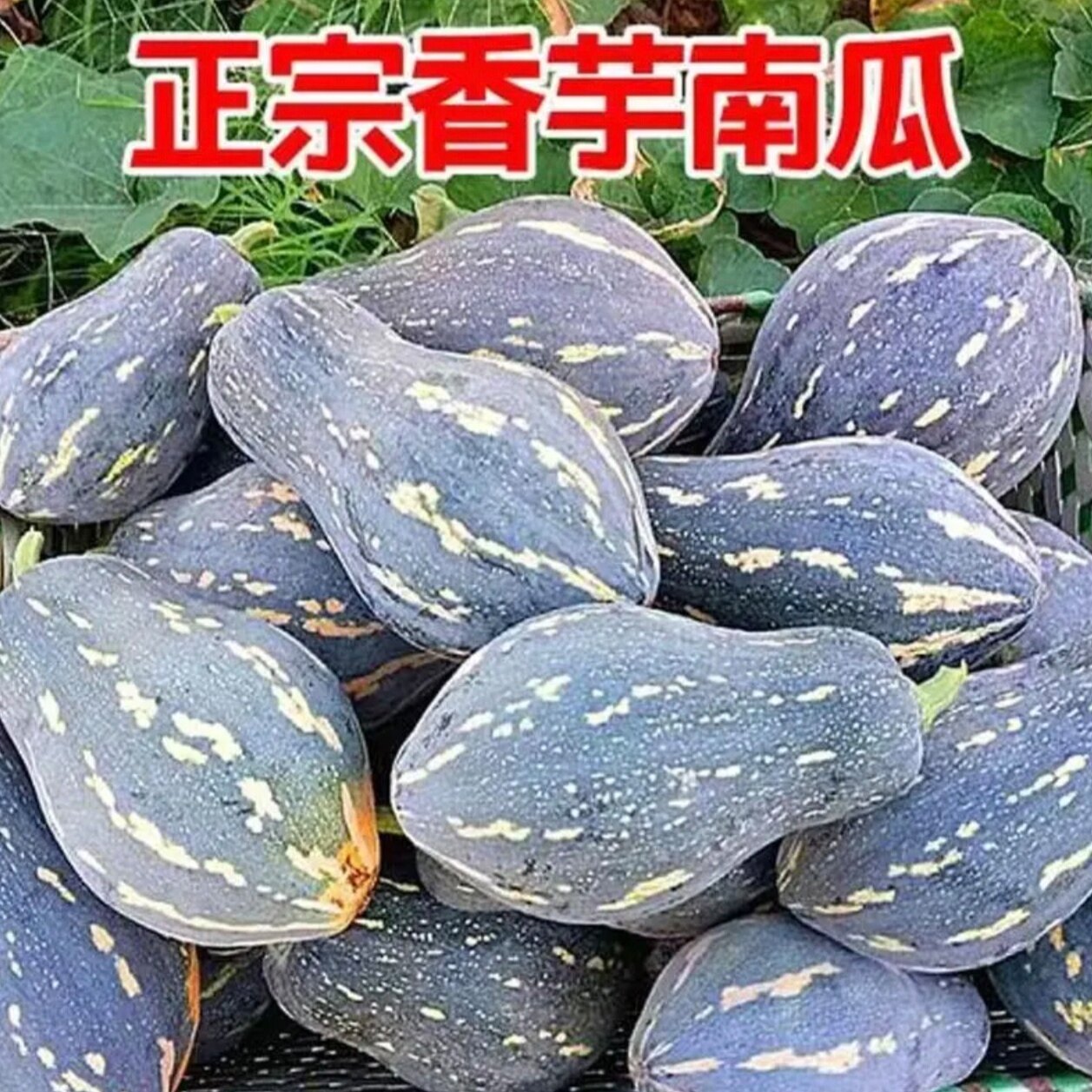 广西农家香芋南瓜新鲜现摘现发粉糯香甜南瓜蔬菜香芋味南瓜