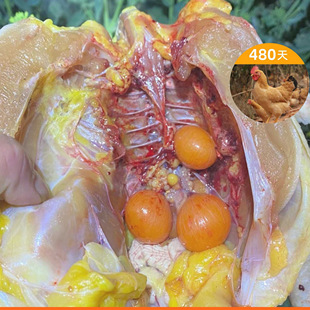 辰颐物语严选480天竹林散养下蛋鸡真空包装 现宰散养鸡发货快