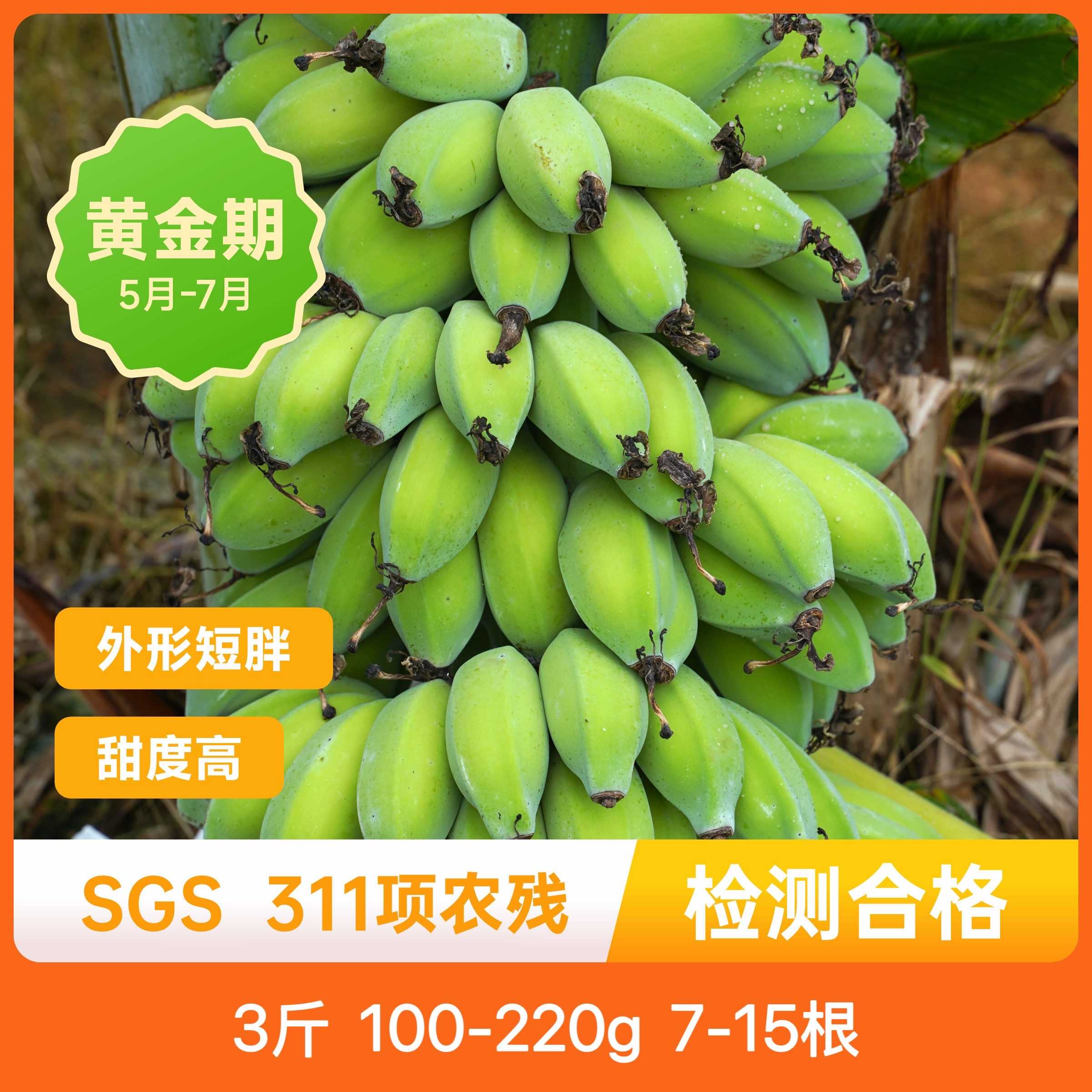 辰颐物语苹果蕉小米蕉小香蕉