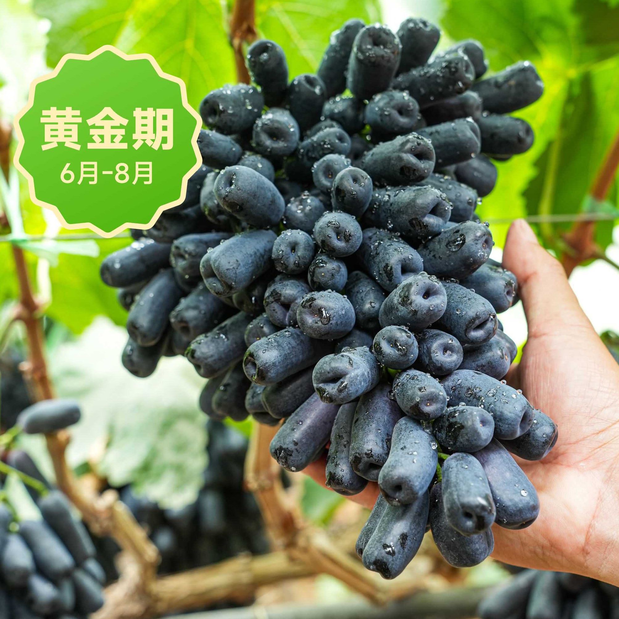 辰颐物语云南蓝宝石黑3斤提新鲜现摘黑葡萄黑提新鲜孕妇无籽无核