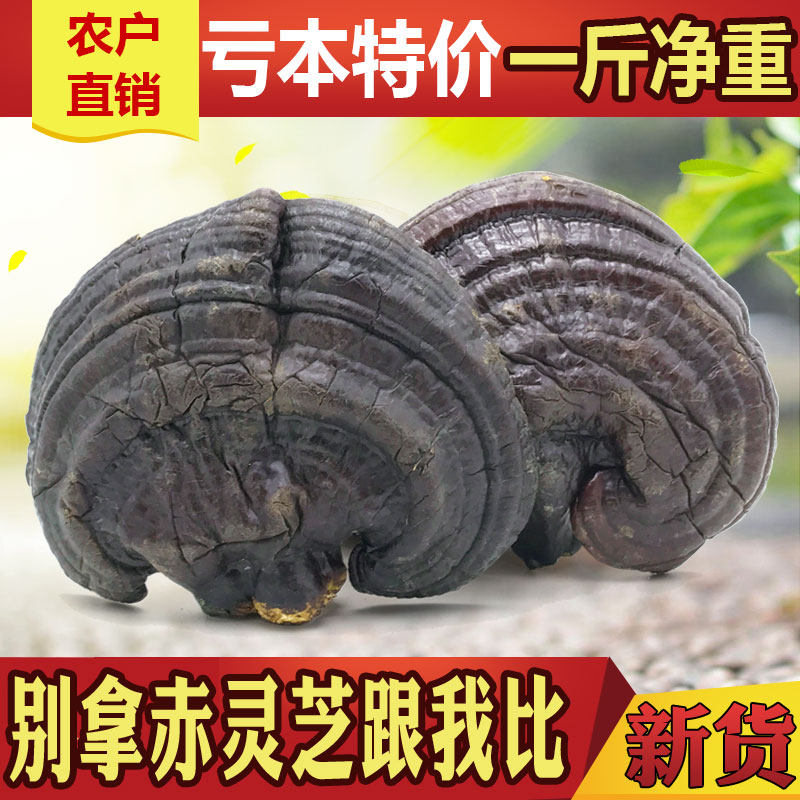 紫灵芝1斤半野生干林芝片纯天然500g整枝正品深山种植长白山灵芝
