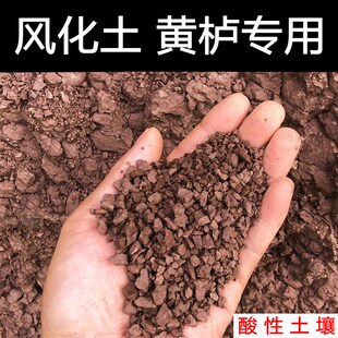黄栌土专用土盆景土风化土赤玉土营养土盆栽土酸性T沙质土壤种植