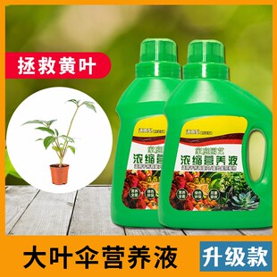 大叶伞营养液有机浓缩型增长液水养液体肥无土栽培水溶肥种植花卉